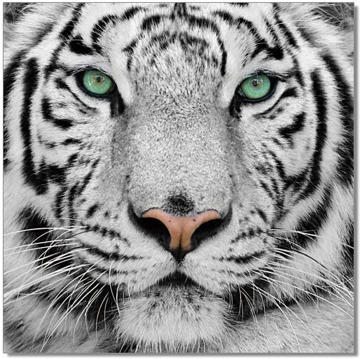 Wall Art Black & White Tiger