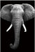 Wall Art Elephant